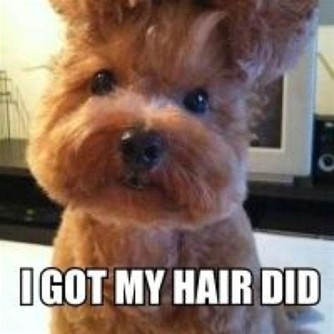 Hairs Funny Animal Photos Dog Haircuts Funny Animal Pictures