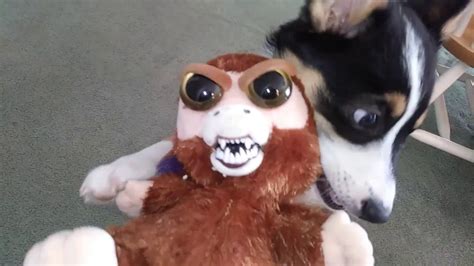The series género:amistad, romance, yaoi episodios:13+ especial cadena: Ru the Corgi Puppy and the Cool Angry Toy - YouTube