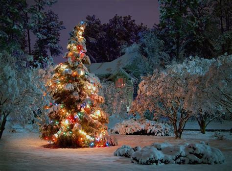 Christmas Tree Snow Covered Outdoor Christmas Tree With Multicolored