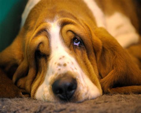 Basset Hound Wallpapers Wallpaper Cave