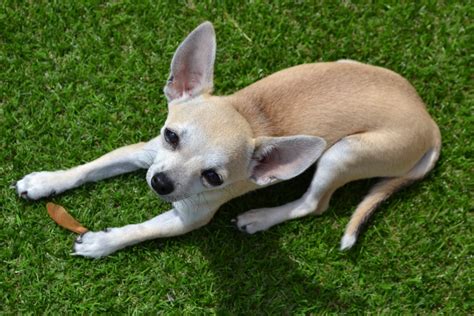 What Is A Luxating Patella In Dogs And How Do I Prevent It Pethelpful