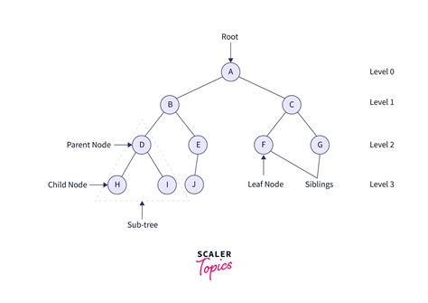 Binary Tree Implementation In Java Scaler Topics