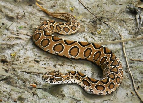 The Stunningly Beautiful Russells Viper Daboia Russelli Is The Snake