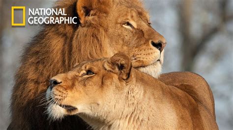 Lion Pride Of Bostwana Lion Pride Documentary National Geographic