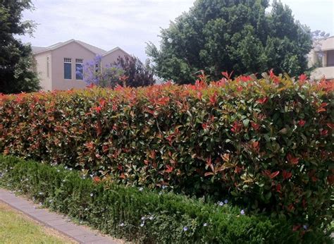 Common Types Of Plants Used As Hedges Jims Mowing Nz