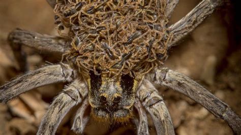 20 Astonishing Facts About Wolf Spider Mother