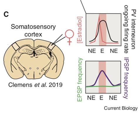 Neuroscience Sex Hormones At Work In The Neocortex Wilbrecht Lab