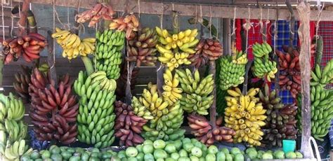 Different Types Of Bananas In 2021 Banana Food Market Fruit