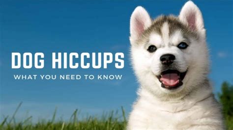 What Happens When Your Dog Has Hiccups
