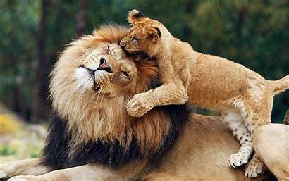 Lions Lion Between Cub Parent Wallpapers13