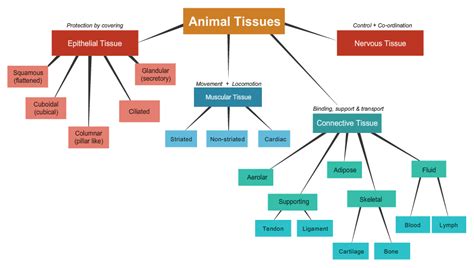 Tissues In Plants And Animals Biology Notes For 9 Cbse Adda