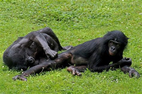 Bonobo altruisti come noi: aiutano spontaneamente le scimmie che hanno