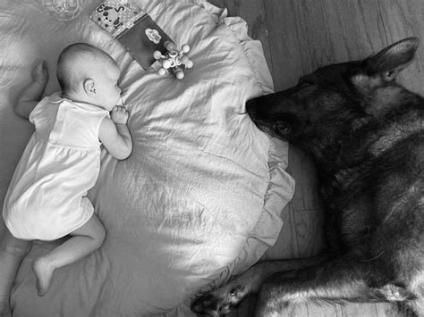 Pin By Tabitha On Millie And Miles German Shepherd Dogs Shepherd Dog