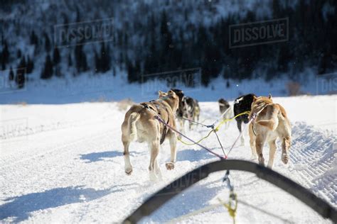 Rear View Of Sled Dogs Pulling Sleigh On Snow Covered Landscape Stock