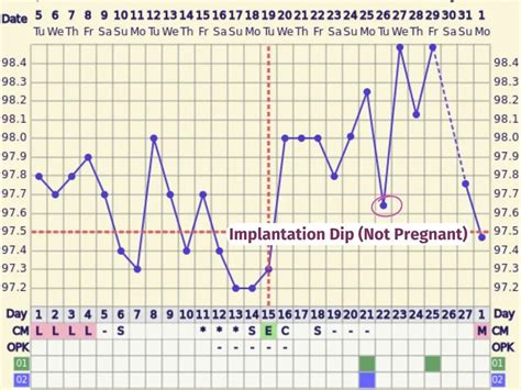 How Long After Ovulation Does Basal Body Temperature Rise Mommy