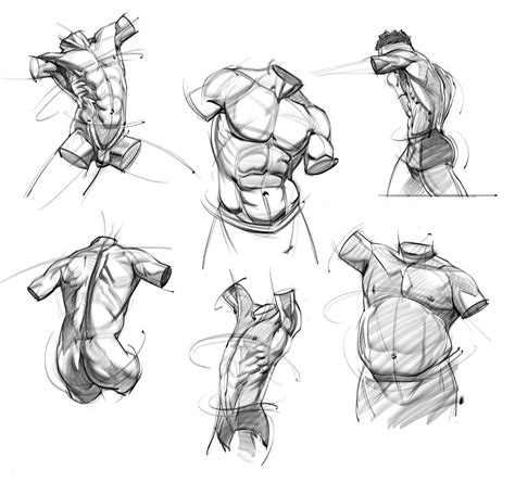 Artstation Sketches Of The Male Torso