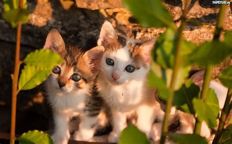 Dwa Małe Kotki Spojrzenie