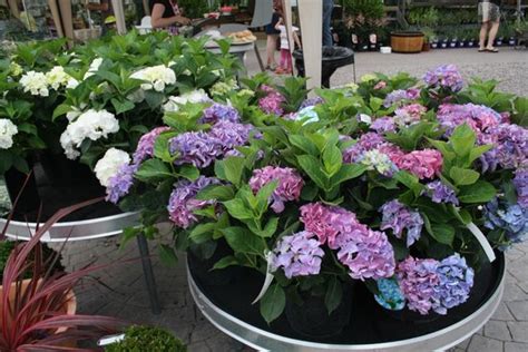 Hydrangeas In Tubs Picture Of Carewswood Garden Centre And Cafe