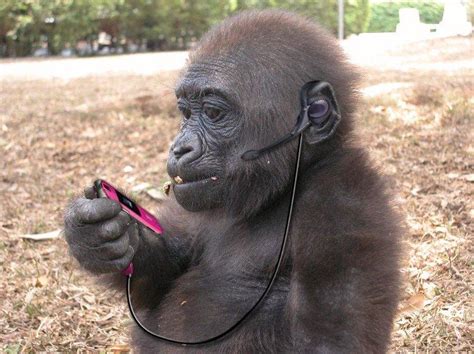 Funny Animals Using Mobiles Funny  Pictures Mania