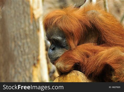Sad Orangutan Free Stock Images And Photos 6627620
