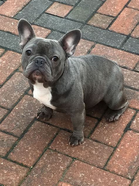 This is very simple to maintain. 14 month old blue brindle French bulldog bitch | South ...