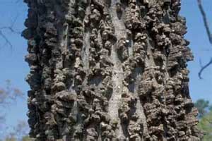 Hackberry (celtis occidentalis), also known as common hackberry, northern hackberry, or american hackberry, is present throughout the upper half of the eastern united states, the great plains. Southern Hackberry