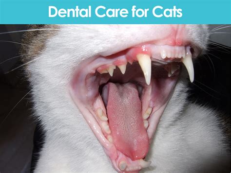 Proper Dental Care For Cats Allivet Pet Care Blog