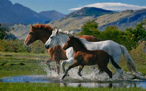 Spring Horse Wallpapers Top Free Spring Horse Backgrounds