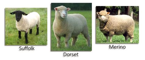 Selectively Breeding Sheep Punnet Square Practice Kansas Agriculture