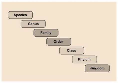Taxonomic Categories Tutelage