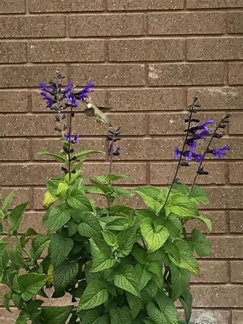 Photo Of The Entire Plant Of Anise Scented Sage Salvia Coerulea