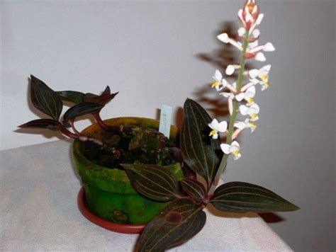 The jewel orchid is an eye catching houseplant this is a simple and easy indoor plant to care for. Ludisia Discolor (Jewel Orchid): Care At Home, Transplant ...