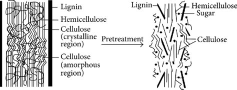 Lignocellulose Structure And Pre Treatment Effect Adapted From Guan Et Download Scientific