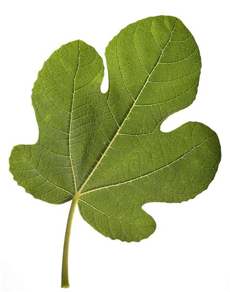 Common Fig Ficus Carica Tree Leaf Photograph By Science Photo Library