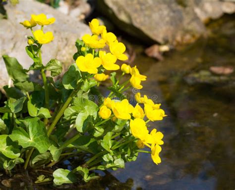 Yellow Kingcup Flowers At The Water Stock Image Image Of Pond Caltha