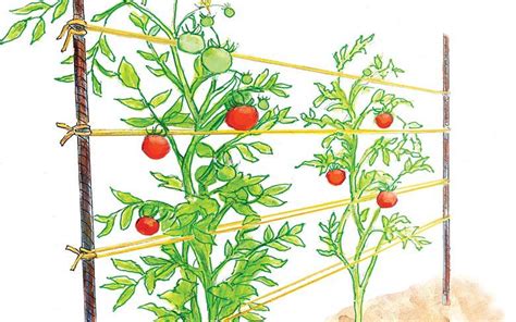The Most Reliable Tomato Cages Trellises