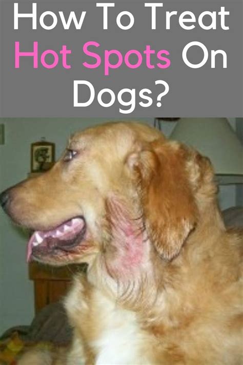 5 Easy Steps To Treating Hot Spots On Dogs Dog Hot Spots Treatment