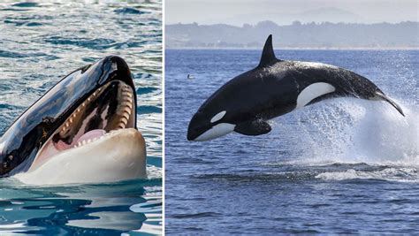 Killer Whale Dolphin Interesting Facts About The Orcinus Orca