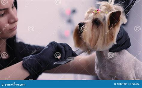 Dog Grooming At Pet Salon Funny Dog Getting Haircut Stock Video