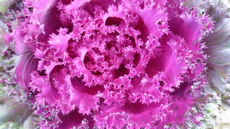 Kostenlose Foto Blume Blütenblatt Dekoration Lebensmittel