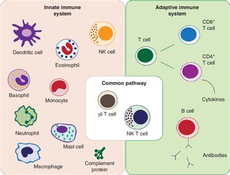 Molecular innate immunity welcomes submissions on the molecular, cellular, and functional aspects of innate immunity, ranging from the analysis of effects of the innate immune system on the maintenance of tolerance, to the induction and propagation of diseases in humans and other living. Illustrations of innate and adaptive immune system ...