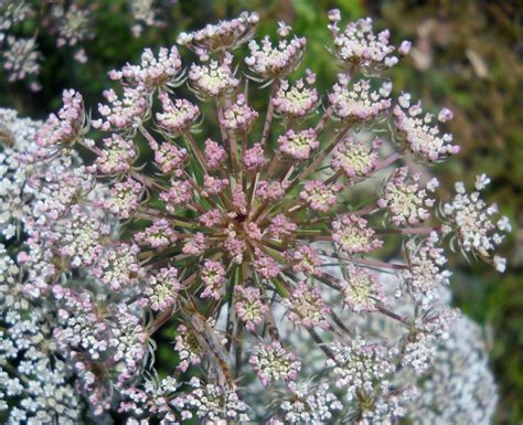 White Rock Lake Dallas Texas Queen Annes Lace An Intriguing