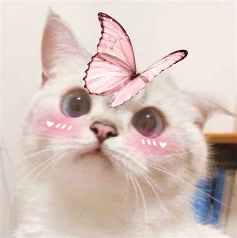 Kawaii Cute Cat Pfp Aesthetic IMAGESEE