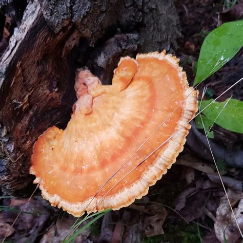 7 Wild Mushrooms In Pa Wild Pennsylvania Mushrooms You Can Eat