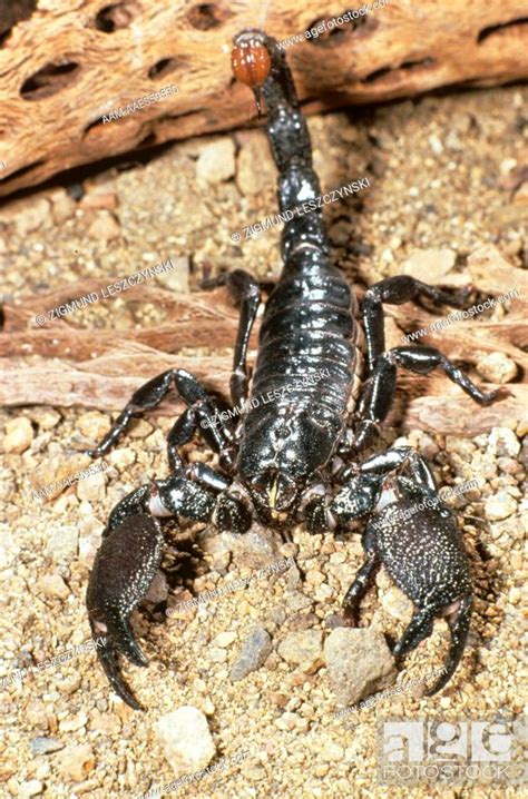 African Emperor Scorpion Pandinus Imperator Stock Photo Picture And