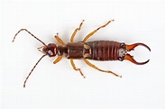 What You Need to Know About Earwigs