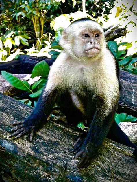 Jungle Monkey Photograph By Joan Reese