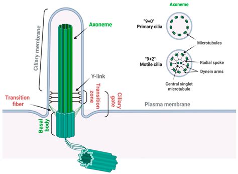 Primary Cilia Encyclopedia Mdpi