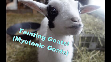 All About Fainting Goats Youtube