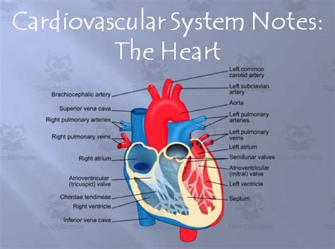 Cardiovascular System Heart Structures Powerpoint Presentation By